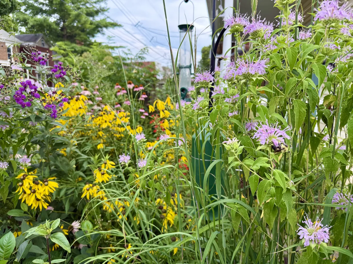 Summer Blooms